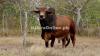 Beautiful Red Sindhi Bull for Sale