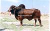 Dark Red Sindhi Bull for Sale in Gujranwala