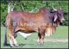 Best Red Sindhi Bull for Sale in Faisalabad