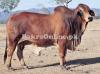 Pure Red Sindhi Bull for Sale in Karachi