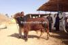 Red Sindhi Bull for Sale in Quetta