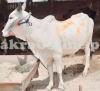 Achai Bull for sale for Qurbani