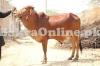 Brown Achai Bull for Qurbani