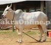 Big Achai Bull for sale for Qurbani