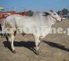 Heavy Achai Bull for Sale for Qurbani