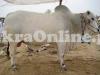 White Achai Bull for Sale for Qurbani