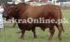 Heavy Australian Bull For Sale for Qurbani