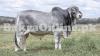 Australian Bull for Qurbani