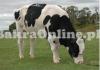 Heavy Australian Bull For Sale For Qurbani