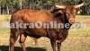 Healthy Good Meat Australian Bull For Sale For Qurbani