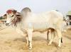 Beautiful Charming Bhagnari Bull On Sale For Qurbani