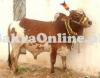 Home Breed Bhagnari Bull On Sale for Qurbani