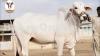 Very Beautiful Paper White Bhagnari Bull On Sale for Qurbani