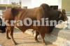 Very Heavy Bhagnari Bull on Sale for Qurbani