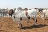 Bhagnari Bull for Sale for Qurbani