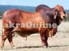 Beautiful Red Brahman Bull On Sale For Qurbani