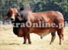 Very Heavy Red Brahman Bull On Sale For Qurbani