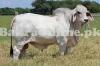 Heavy White Brahman Bull on Sale for Qurbani