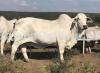 Very Tall Brahman Bull for Qurbani