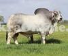 Majestic Choga Brahman Bull For Sale