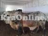 Very Heavy Cholistani Bull on Sale for Qurbani