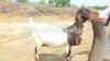 Beautiful Labri Goat available for Sale