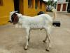 Cheap Labri Bakra for Sale for Qurbani