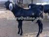 Desi Black Labri Bakra for Sale