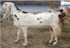 Labri Goat For sale in Hyderabad