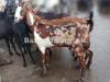 Best Labri Goat for Sale in Peshawar