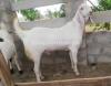 Top Quality Lappi Bakra For Sale