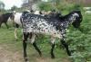 Normal Size Lappi Bakra for Sale