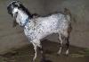 Black Spotted Lappi Bakra for Sake