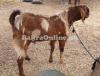 Brown Lappi Bakra for Sale in Hyderabad