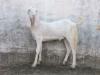 White Lohri Bakra for Sale in Islamabad