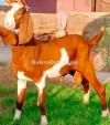 Normal Size Lorhi Bakra for Sale