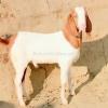 Cheapest Lohri Goat for Sale