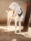 White Colour Lohri Goat for Sale