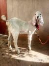 Lohri Bakra for Sale in Peshawar