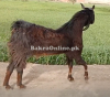 Dark Brown Nachi Bakra for Sale