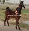 Nachi Bakra for Sale in Rawalpindi