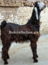 Nachi Bakra for Sale in Multan