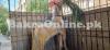 Brown Colour Nachi Bakra for Sale