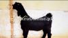 Beautiful Black Colour Nachi Goat for Sale