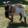 Nigerian Dwarf Goat for Sale in Rawalpindi