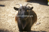 Black Colour Healthy Nigerian Dwarf Bakra fr Sale