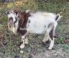 Normal Size Nigerian Dwarf Bakra for Sale