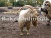 Cheap Nigerian Dwarf Goat for Sale