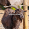 Desi Brown Nigerian Dwarf Goat for Sale