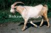 White and Brown Bakra for Sale